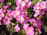 Tavi növények - Primula rosea mocsári primula